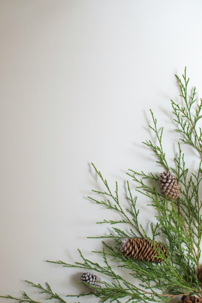 evergreen sprig on white backdrop to evoke winter, the season when the history of downtown corvallis will be accessible through both walking tours of corvallis and warm bus tours!